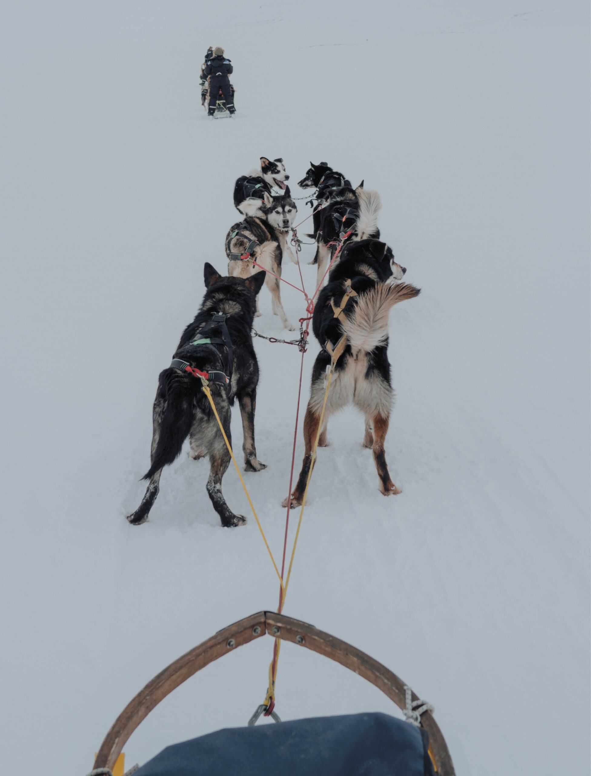 Svalbard: Onde a ligação ao mundo esmorece e a natureza se agiganta